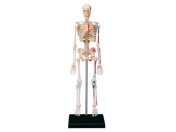 Игрушка для сборки скелета, Перспективная модель анатомии костей, Прозрачная модель скелета